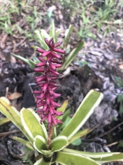 Aechmea gamosepala