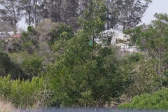 Acacia mearnsii