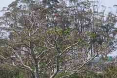 Erythrina caffra
