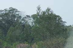 Acacia mearnsii