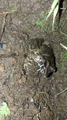 Limnonectes macrodon