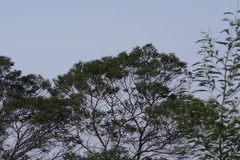 Acacia mearnsii
