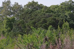 Diospyros dichrophylla