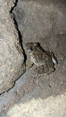 Limnonectes macrodon