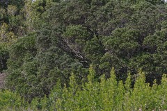 Diospyros dichrophylla