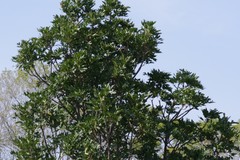 Harpephyllum caffrum
