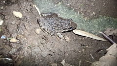 Limnonectes macrodon