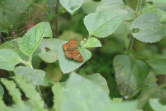 Pseudocoladenia dan