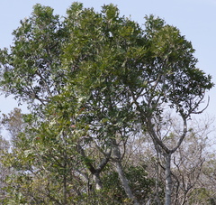 Harpephyllum caffrum