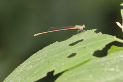 Ceriagrion olivaceum