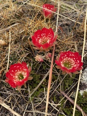 Lobivia hertrichiana
