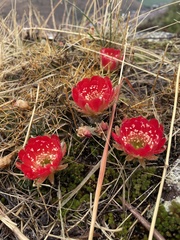Lobivia hertrichiana