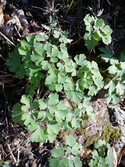 Thalictrum aquilegiifolium