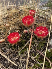 Lobivia hertrichiana