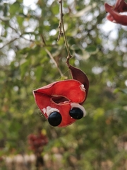 Pithecellobium excelsum