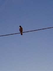 Rupornis magnirostris