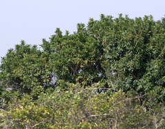 Protorhus longifolia