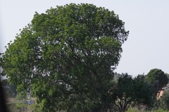 Harpephyllum caffrum