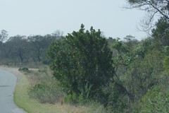 Harpephyllum caffrum