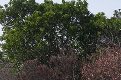 Harpephyllum caffrum