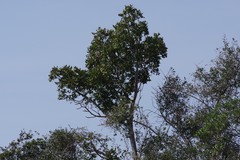 Harpephyllum caffrum