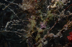 Ecteinascidia herdmani