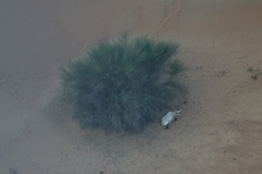 Oryx leucoryx