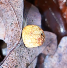Cynips quercusfolii