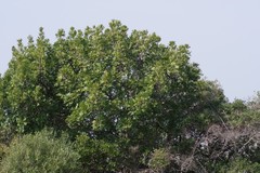 Harpephyllum caffrum