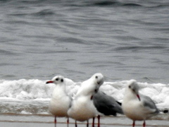 Chroicocephalus genei