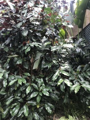 Excoecaria cochinchinensis