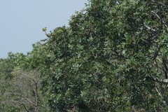 Harpephyllum caffrum