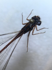 Xanthocnemis