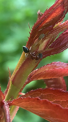 Myrmentoma