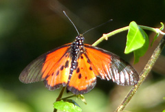 Acraea strattipocles