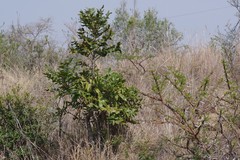 Harpephyllum caffrum