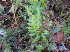 Lorinseria areolata image
