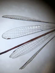 Xanthocnemis