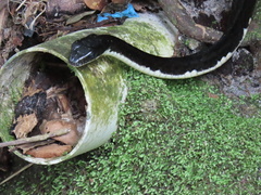 Chironius grandisquamis