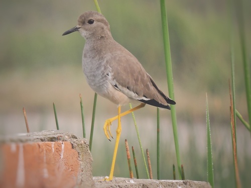 White-tailed Lapwing