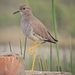 White-tailed Lapwing - Photo (c) Subhajit Roy, some rights reserved (CC BY-NC-ND), uploaded by Subhajit Roy