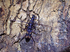 Phoracantha tricuspis