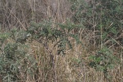 Berkheya bipinnatifida