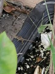 Anolis wattsii