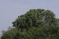 Harpephyllum caffrum