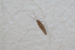 Micromus oblongus