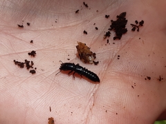 Osoriinae