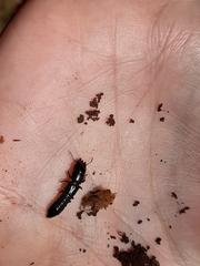 Osoriinae