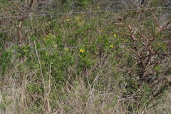 Euryops chrysanthemoides