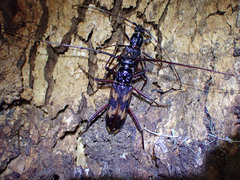 Phoracantha tricuspis